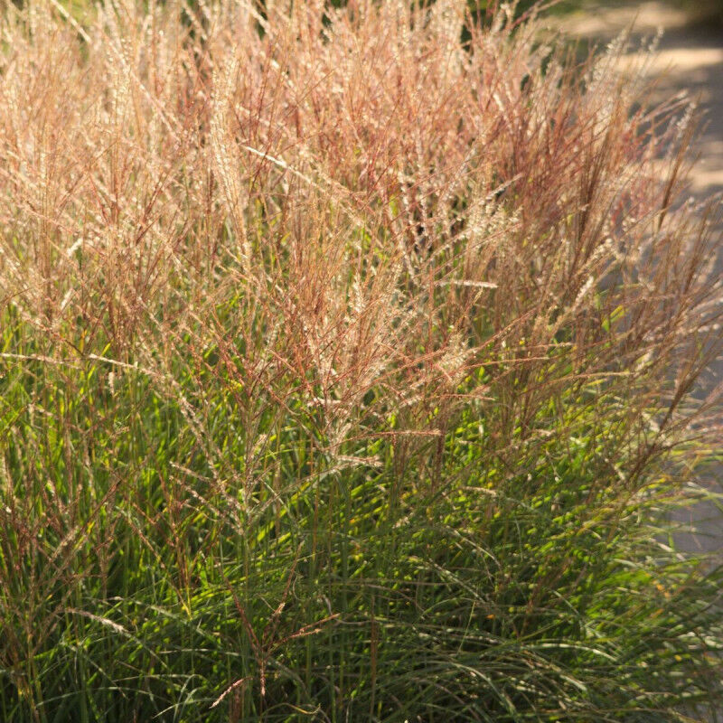 Miscanthus, Roseau de Chine Adagio/Pot de 3L
