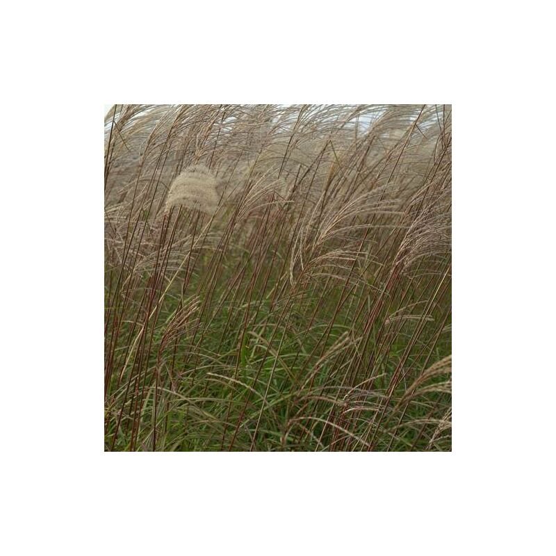 Herbe à éléphant sinensis Sirène | Conditionnement: Lot de 3 godets