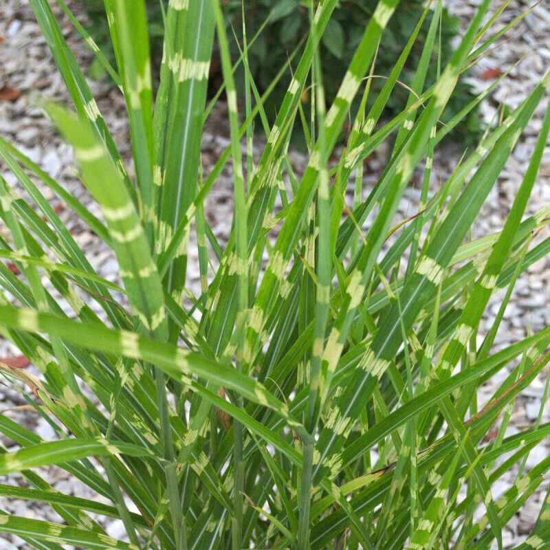 Miscanthus, Roseau de Chine Zebrinus/Pot de 3L
