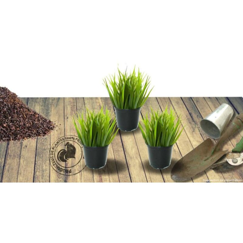 Herbe à éléphant Strictus/Lot de 3 godets
