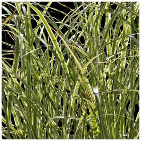 Herbe à éléphant Variegatus | Pot de 3L - 20/40 cm