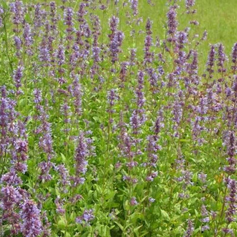 Herbe aux chats - Bleue