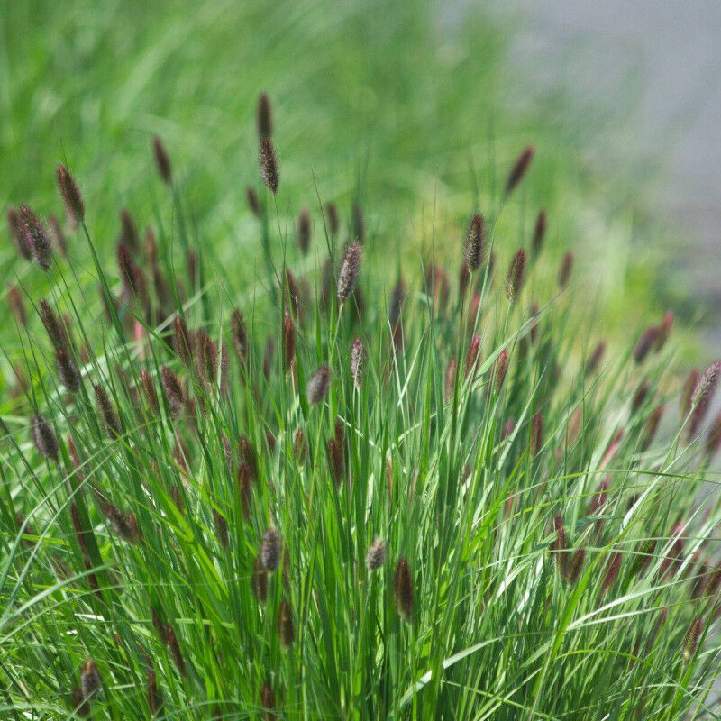 Herbe aux écouvillons Moudry/Pot de 3L