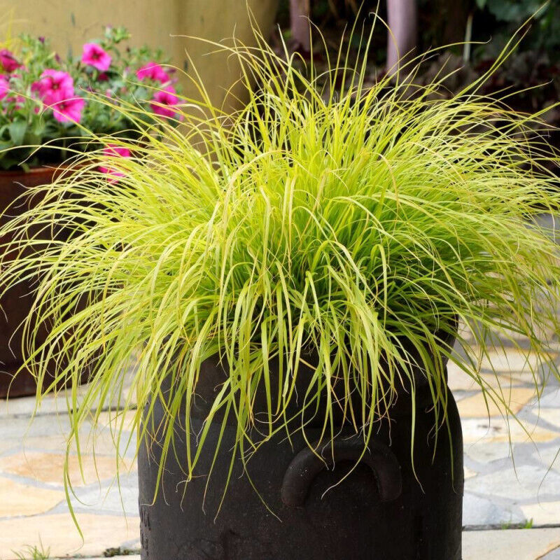Herbe aux écouvillons Lumen gold® 'js jommenik'/Pot de 3L