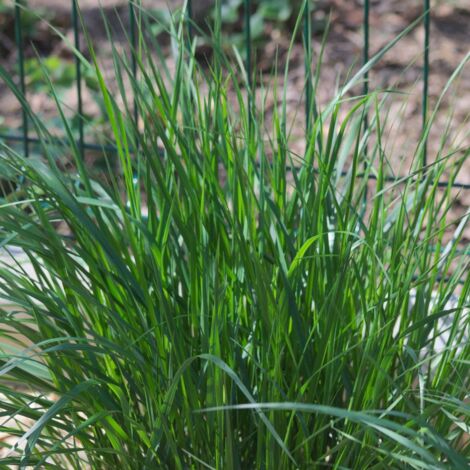 Herbe aux écouvillons alopecuroides