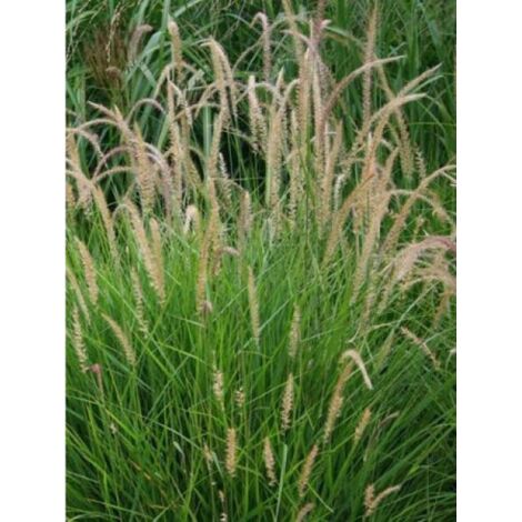 Herbe aux écouvillons 'Fairy Tails' Godet de 8/9 cm