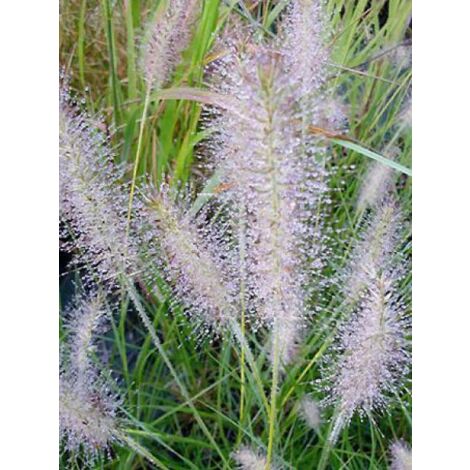 Herbe aux écouvillons 'Gelbstiel' Godet de 8/9 cm