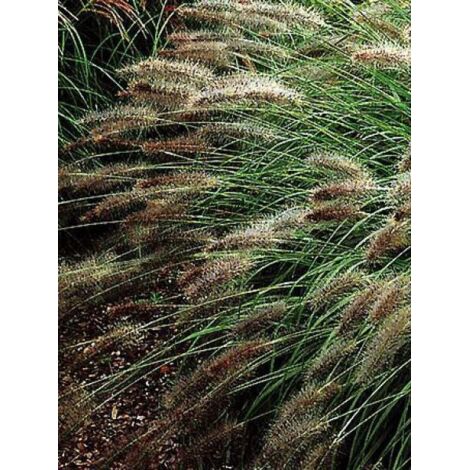 Herbe aux écouvillons 'Hameln' Pot de 2L/3L
