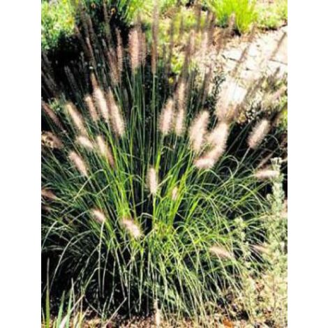 Herbe aux écouvillons 'Herbstzauber' Godet de 8/9 cm