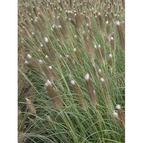 Herbe aux écouvillons japonicum Pot de 2L/3L