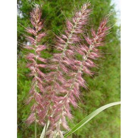 Herbe aux écouvillons 'Karley Rose' Pot de 2L/3L