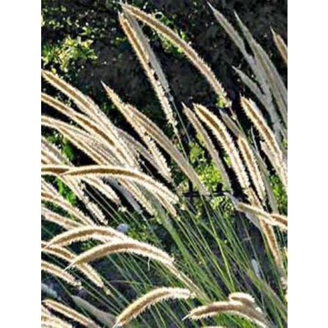 Herbe aux écouvillons macrourum Godet de 8/9 cm