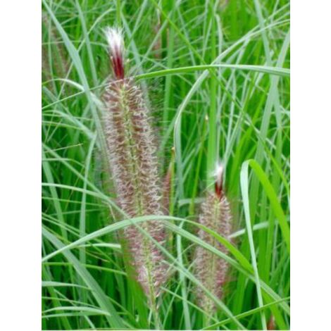 Herbe aux écouvillons 'Magic' Godet de 8/9 cm