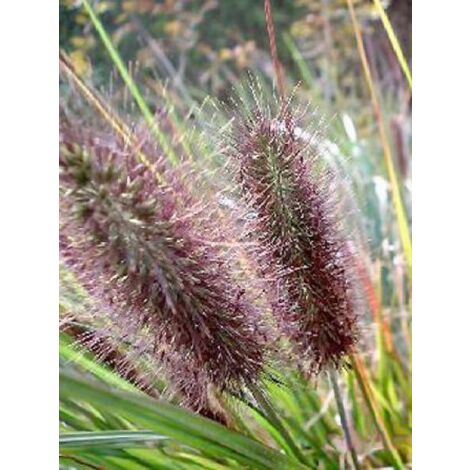 Herbe aux écouvillons 'Moudry' Godet de 8/9 cm