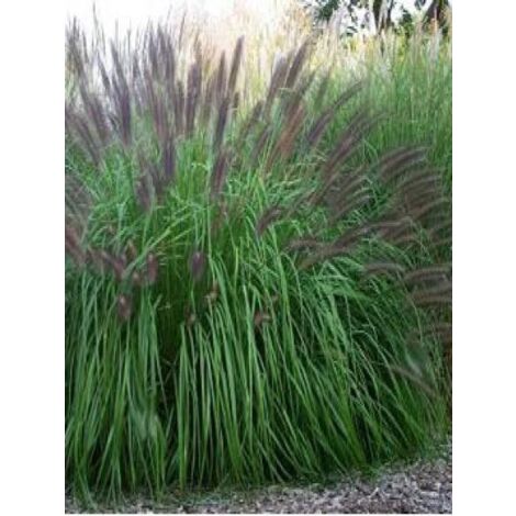 Herbe aux écouvillons 'National Arboretum' Godet de 8/9 cm