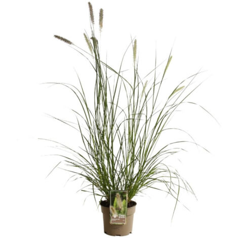 Herbe aux écouvillons - Pennisetum alopecuroides pot 3L