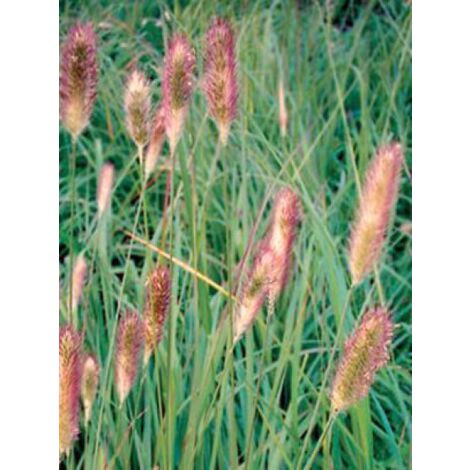Herbe aux écouvillons 'Red Buttons' Godet de 8/9 cm