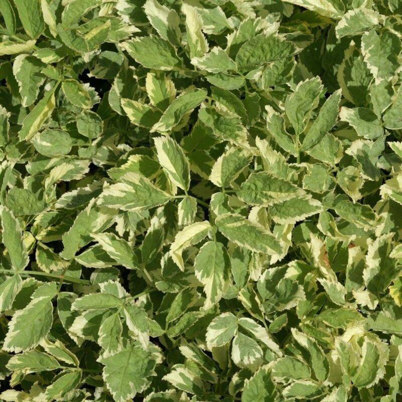 Herbe aux goutteux podagraria Variegatum/Lot de 9 godets