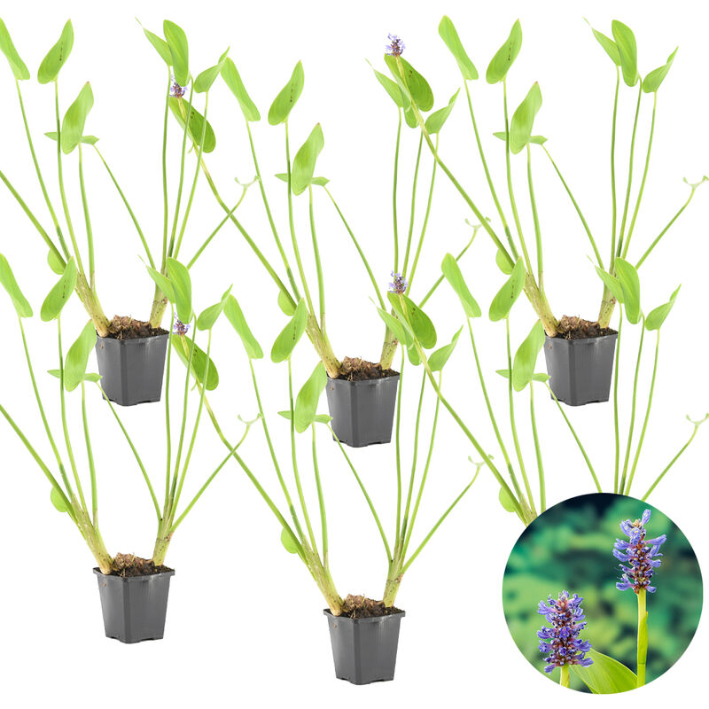 Bloomique - Herbe de brochet - Pontederia 'Cordata' 6x - Plante de bassin en pot de pépinière ⌀9 cm - ↕15 cm