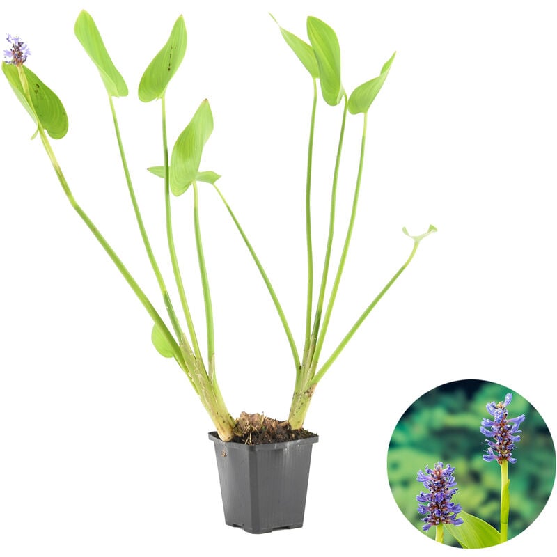 Bloomique - Herbe de brochet - Pontederia 'Cordata' - Plante de bassin en pot de pépinière ⌀9 cm - ↕15 cm