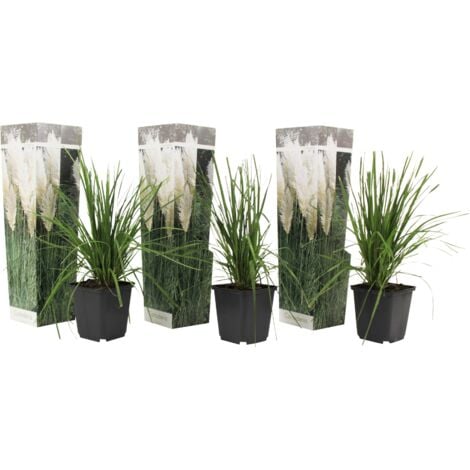 PLANT IN A BOX Herbe de la Pampa, Cortaderia selloana, 3pcs., Hauteur 25cm