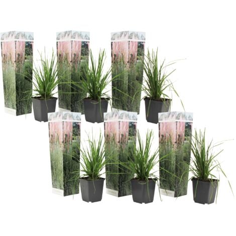 Herbe de la Pampa - Set de 6 - Cortaderia selloana - Hauteur 25-40cm - ⌀9cm