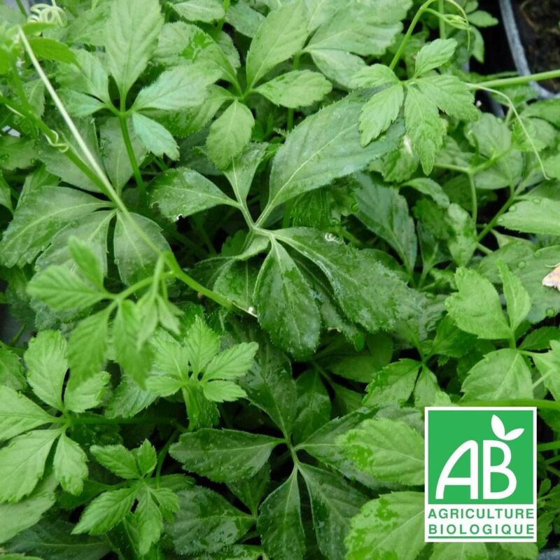 Herbe de l'immortalité BIO/Lot de 3 godets