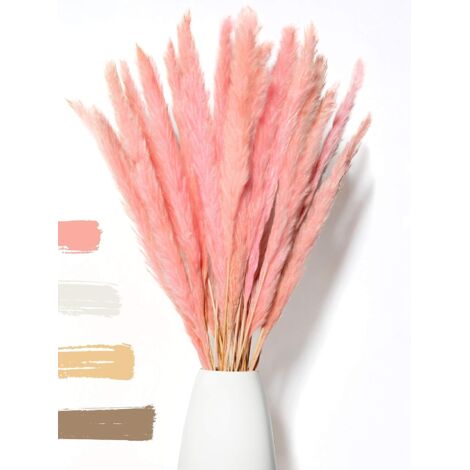 Herbe de pampa séchée 50cm – Lot de 15 pièces – Fleurs naturelles décoratives – Décoration élégante et durable – Mowze