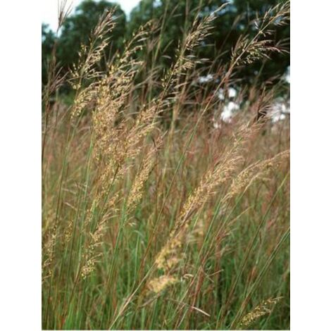 Herbe des Indiens Godet de 8/9 cm