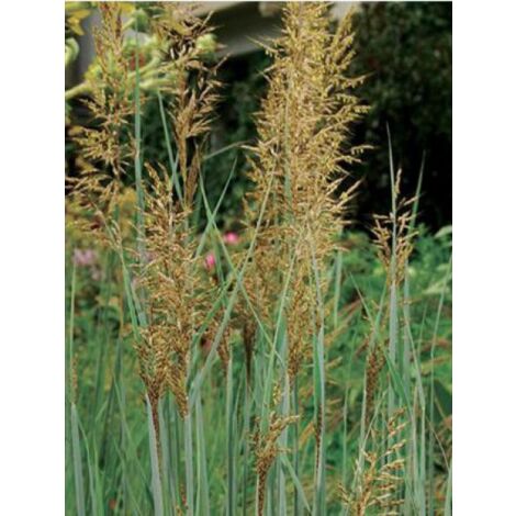 Herbe des Indiens 'Indian Steel' Godet de 8/9 cm