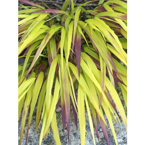 Herbe du Japon 'Sunflare' Godet de 8/9 cm