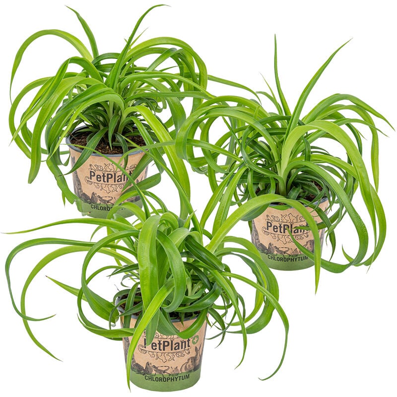 Bloomique - Herbe Lily - Chlorophytum 'Green Bonnie' 3 pièces - PetFriendly - Plante d'intérieur ⌀12 cm - ↕25 cm