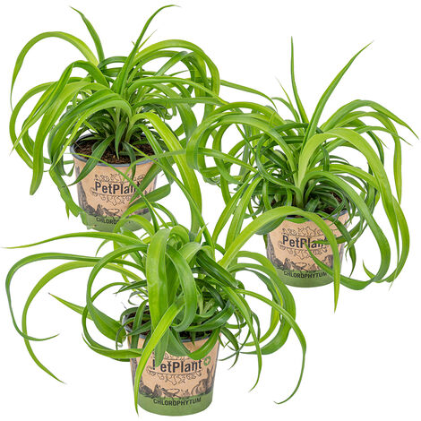 Scindapsus 'aureum' dans un seul pot suspendu - epipremnum - plante d' intérieur ⌀17 cm - ↕25 cm