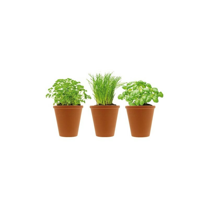 Florex - Herbes aromatiques et pots en terre cuite