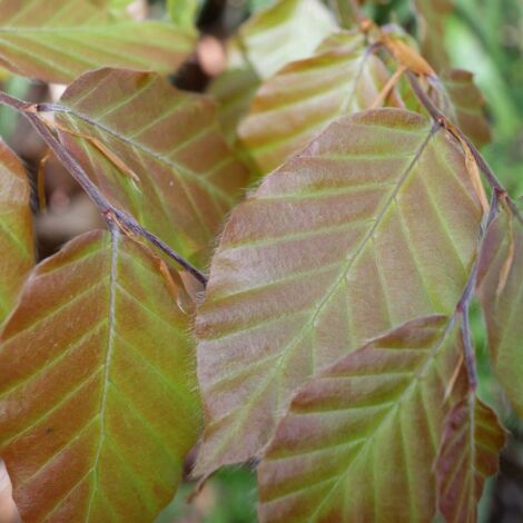 Hêtre commun Dawyck Purple, Fagus/Pot de 15L - Baliveau