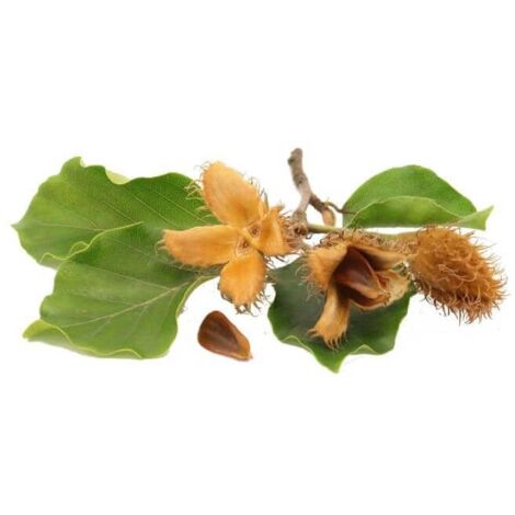 Hêtre Commun (Fagus Sylvatica)