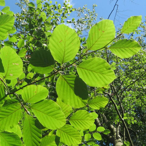 Hêtre commun Zlatia, Fagus/Pot de 15L - Baliveau