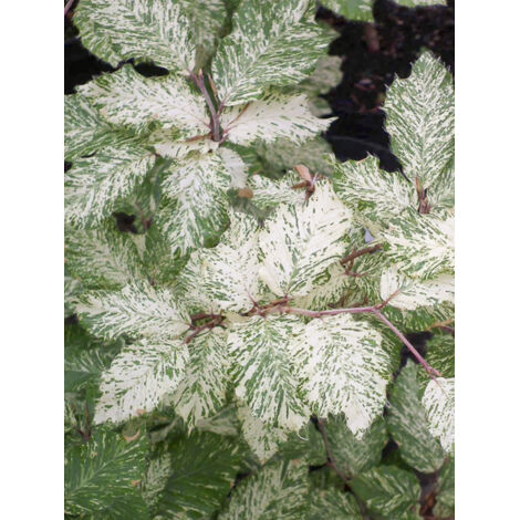 Hêtre 'Marmor Star' Pot de 4L/5L