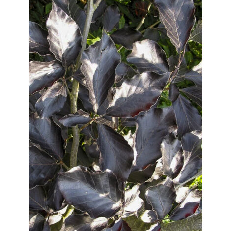 Hêtre 'Riversii' Pot de 12L/15L, Baliveau