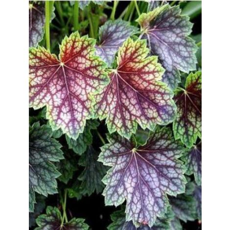 Heuchère américaine 'Dale Strain' Godet de 8/9 cm