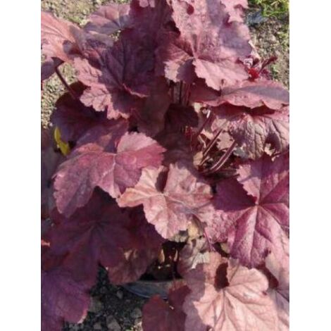 Heuchère 'Beaujolais'® Godet de 8/9 cm