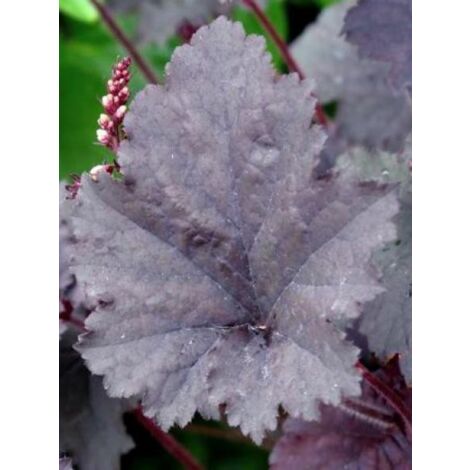 Heuchère 'Binoche'® Godet de 8/9 cm