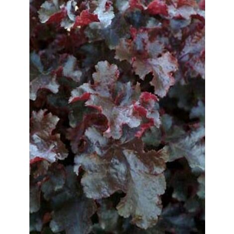 Heuchère 'Black Beauty' Godet de 8/9 cm