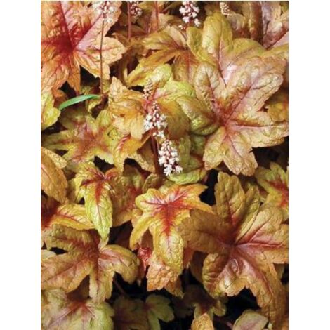 Heuchère 'Brass Lantern'® Godet de 8/9 cm