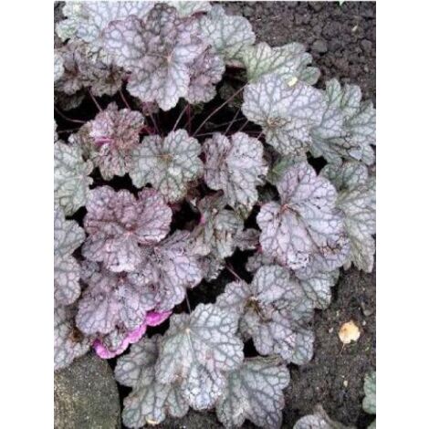 Heuchère 'Cascade Dawn' Godet de 8/9 cm