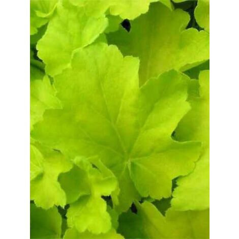 Heuchère 'Citronelle'® Godet de 8/9 cm