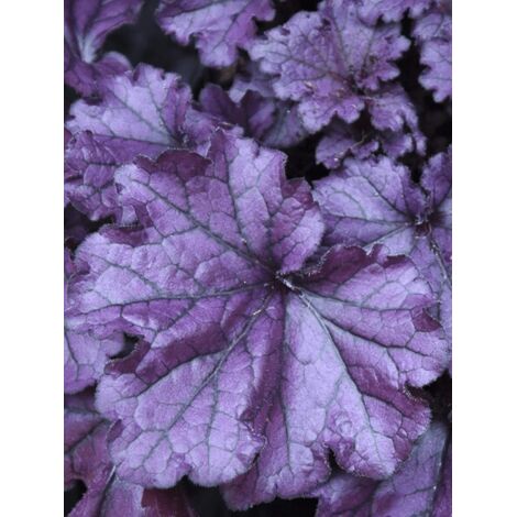 Heuchère 'Forever Purple' Godet de 8/9 cm