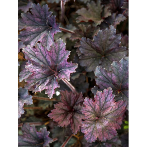 Heuchère 'Frosted Violet' Godet de 8/9 cm
