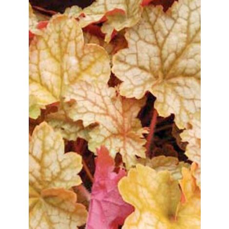 Heuchère 'Ginger Ale'® Godet de 8/9 cm
