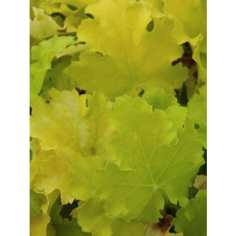 Heuchère 'Lime Marmalade'® Godet de 8/9 cm